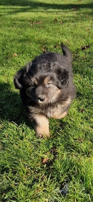 Les chiots de Berger Américain Miniature