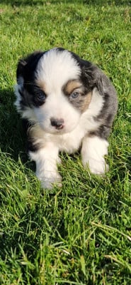 CHIOT 1 - Berger Américain Miniature 