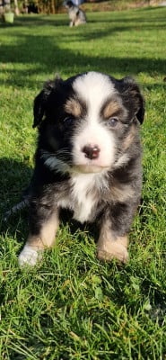 CHIOT 2 - Berger Américain Miniature 