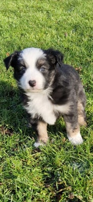 CHIOT 3 - Berger Américain Miniature 