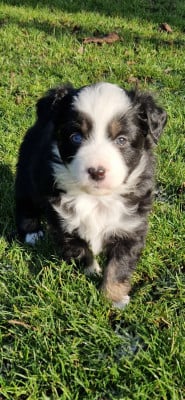 Les chiots de Berger Américain Miniature