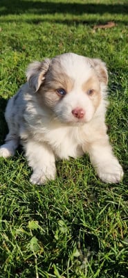 Les chiots de Berger Américain Miniature