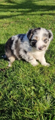 Berger Américain Miniature