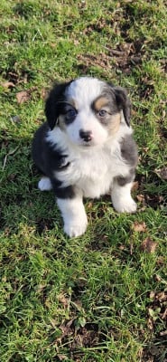 Les chiots de Berger Américain Miniature 