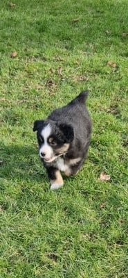 Les chiots de Berger Américain Miniature 