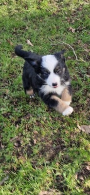Les chiots de Berger Américain Miniature 
