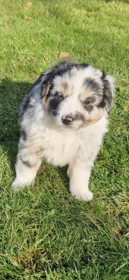 Les chiots de Berger Américain Miniature 