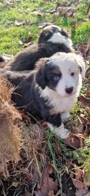 Les chiots de Berger Américain Miniature 