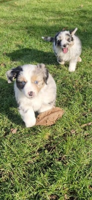Les chiots de Berger Américain Miniature 