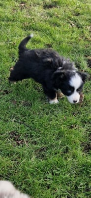 Les chiots de Berger Américain Miniature 