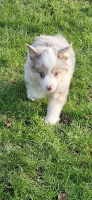 Les chiots de Berger Américain Miniature 