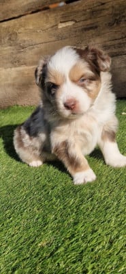 CHIOT 1 - Berger Américain Miniature