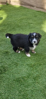 CHIOT 3 - Berger Américain Miniature