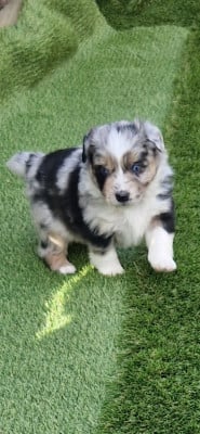 CHIOT 4 - Berger Américain Miniature