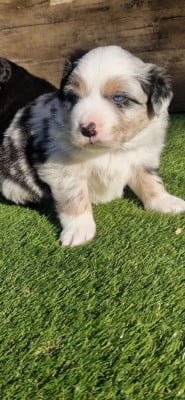 CHIOT 5 - Berger Américain Miniature