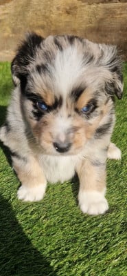 CHIOT 6 - Berger Américain Miniature