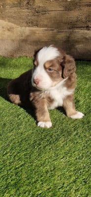 CHIOT 7 - Berger Américain Miniature