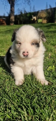 Les chiots de Berger Américain Miniature 