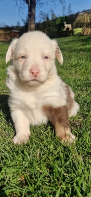 Les chiots de Berger Américain Miniature 