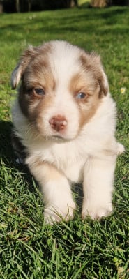 Les chiots de Berger Américain Miniature 