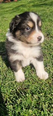 Les chiots de Berger Américain Miniature 