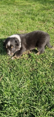 Les chiots de Berger Américain Miniature 