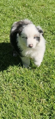 Les chiots de Berger Américain Miniature 