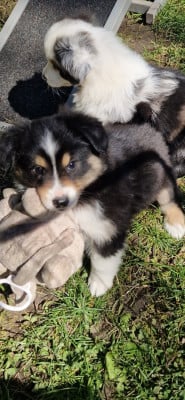 Les chiots de Berger Américain Miniature 