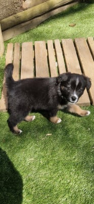 Les chiots de Berger Américain Miniature 