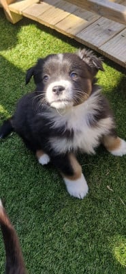 Les chiots de Berger Américain Miniature 