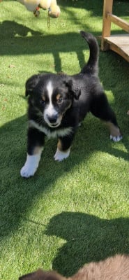 Les chiots de Berger Américain Miniature 