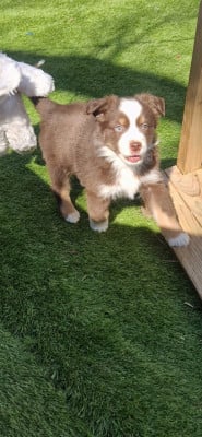 Les chiots de Berger Américain Miniature 