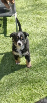 Les chiots de Berger Américain Miniature 