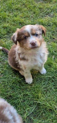 Les chiots de Berger Américain Miniature 