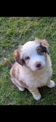 Les chiots de Berger Américain Miniature 