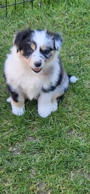 Les chiots de Berger Américain Miniature 
