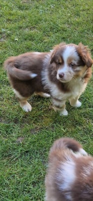 Les chiots de Berger Américain Miniature 