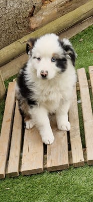Les chiots de Berger Américain Miniature 