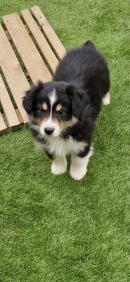 Les chiots de Berger Américain Miniature 