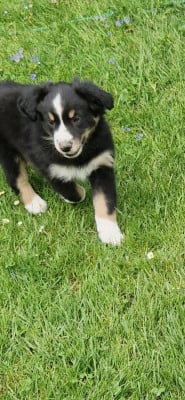 Les chiots de Berger Américain Miniature 