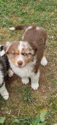 Les chiots de Berger Américain Miniature 