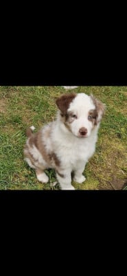 Les chiots de Berger Américain Miniature 