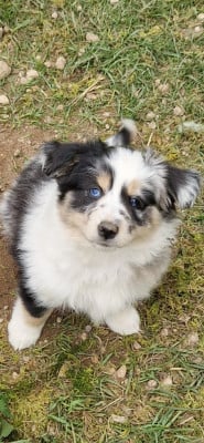 Les chiots de Berger Américain Miniature 