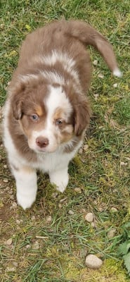 Les chiots de Berger Américain Miniature 