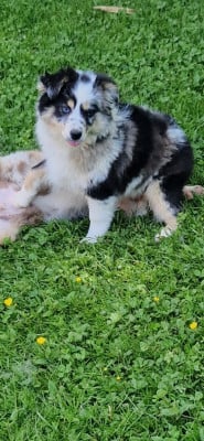 Les chiots de Berger Américain Miniature 