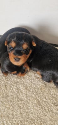Les chiots de Yorkshire Terrier