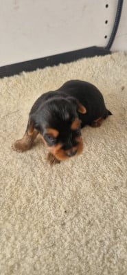 Les chiots de Yorkshire Terrier