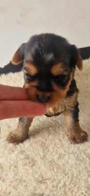 Les chiots de Yorkshire Terrier