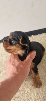 Les chiots de Yorkshire Terrier