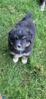 Bailey - Berger Américain Miniature 